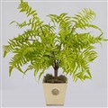 PLANT IMAGE FOREST FERN SMALL 540 X 380MM GREEN